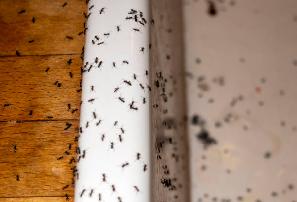 Best Exterminator Services  in Tyrone, GA