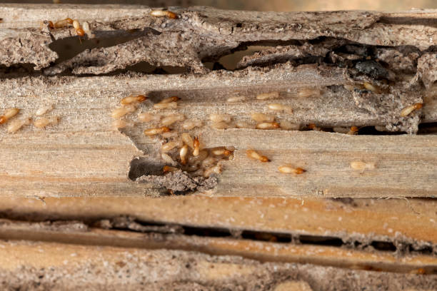 Best Flea Control Services  in Tyrone, GA